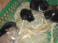 Orijinal netherland dwarf cüce tavşan