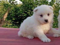 KAR BEYAZ SAMOYED YAVRULAR ÇİFTLİKTEN