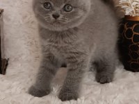 British Shorthair Yavru