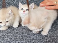 British Shorthair golden Cy11 Cy12 Yavru kediler