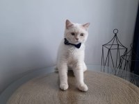 British longhair oğluma eş arıyoruz