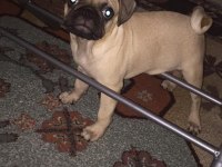 7 aylık pug yurt dışına çıkacağım için veriyorum