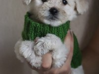 AMA ÇOK ŞEKER MALTESE