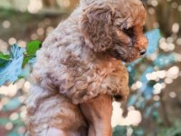 Uygun Bütçeli Harika Maltipoo Bebekler poodle gibi