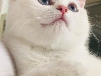 3 AYLIK BRİTİSH KEDİMİZ