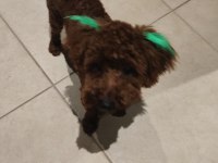9 aylık erkek toy poodle