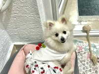 Dişi pomeranian sivri surat