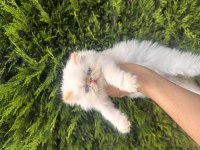 Boncuk Bebek Kediler