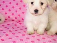 Maltese terrier 45 günlük bebekler
