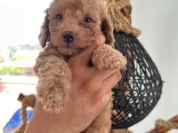 MİNİK TOY POODLE YAVRULARI YENİ SAHİPLERİNİ ARIYOR