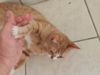 ÇOK UYSAL KISIR KIZIMIZA ACİL YUVA ARIYORUZ