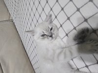 Eğitimli british shorthair