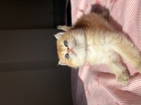 British Shorthair Longhair Bebekler