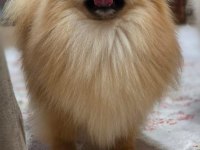 Ayı surat teddy bear boo yavrular