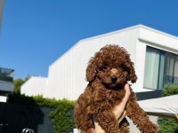EN GÜZEL TOY POODLE BEBEKLERİMİZ