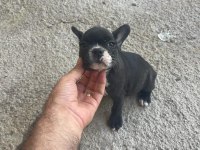 Şecereli french bulldog yavruları