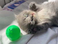 Erkek scottish fold 1.5 aylık