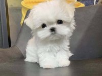 TEACUP MİNİ MİNİ BOY KORE MALTESE