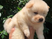 Ayı surat Chow Chow yavrularım