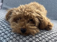 Tea cup ponçik poodle