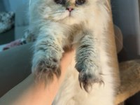 Blh ny2533 dişi 4 aylık british longhair