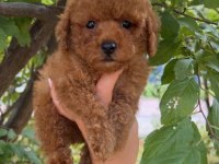 Toy Poodle Köpeği Yavrularımız