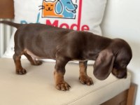 Petmode köpek çiftliğinden  dachshund yavrumuz