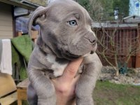 A kalite cane corso Safkan Blue ve Blue Tan