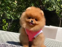 Show kalite pomeranian bebeklerim