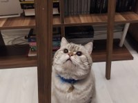 British shorthair silver sahiplendirilecektir