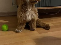 Maltipoo 7 aylık