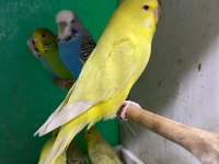 ERKUT PETTEN YAVRU JUMBO MUHABBET KUŞLARI