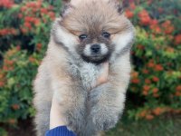 ÜST KALİTE POMERANİAN BOO
