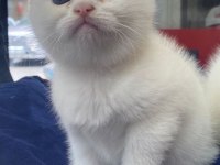 Gri british longhair ve beyaz shorthair yavrumuz