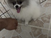 MERLE POMERANİAN BOO AŞILARI TAM PASAPORTLU