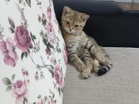 Biritish kedi