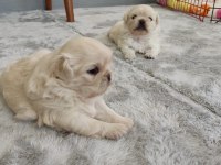 Pekinez cins köpek beyaz