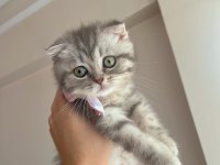 Yavru scottish fold