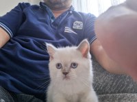 2 aylık erkek british shorthair