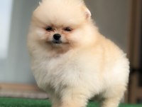 2.5 aylık üst kalite erkek Pomeranian boo yavruları