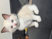 45 Günlük Ragdoll Yavrular
