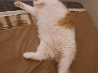 KEDİMİZ SARI TUTKU