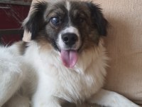 Chico ömürlük yuvasını arıyor border collie
