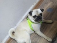 1 yaşında dişi pug uygun