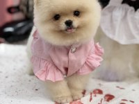 TEDDY FACE AYI SURAT YAPISINA SAHİP POMERANİAN KIZIMIZ
