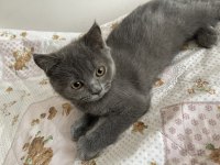 3 aylık british erkek kedi