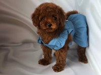 Toy Poodle Cinsi