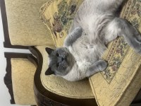 4 yaşında çok tatlı british shorthair