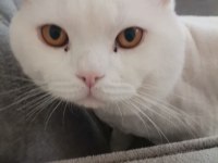 BRİTİSH SHORTHAİR KEDİM (KAYIP)