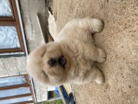 CHOW CHOW KÖPEĞİ